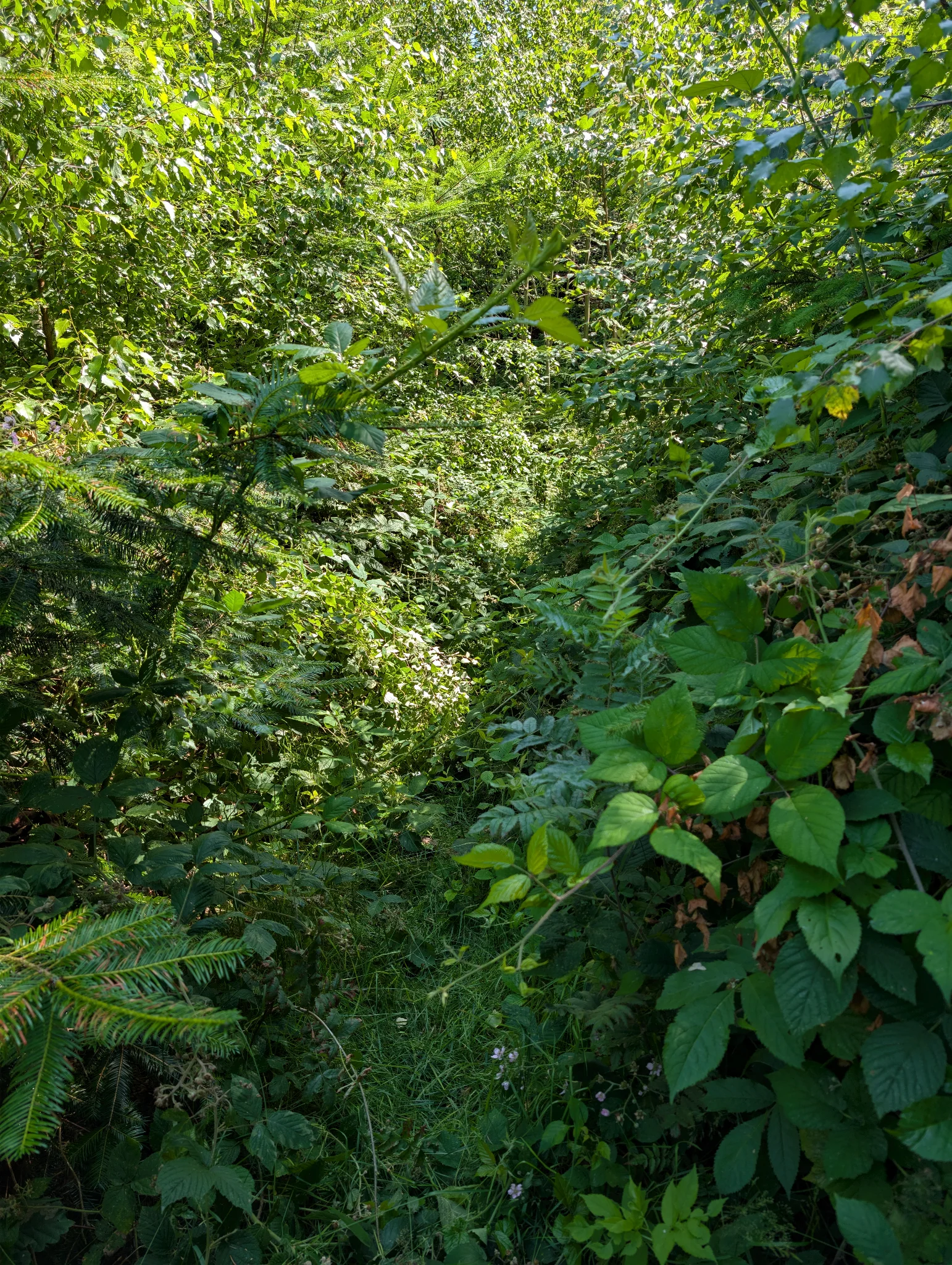 Further down the path, there is lots of undergrowth everywhere, and you can just barely make out the location of the path by virtue of the thicket being slightly less thick there.